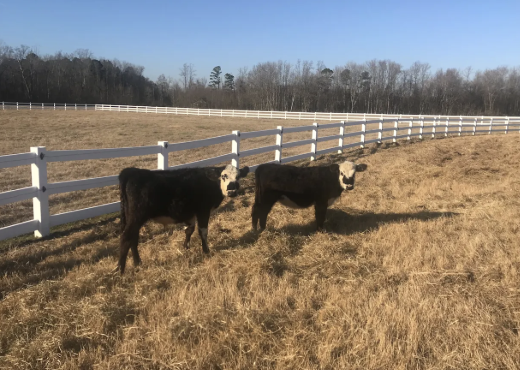 Cavvietta Quarter Horse & Cattle Co.